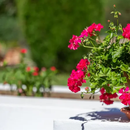 Dom wakacyjny Tirana Pollensa