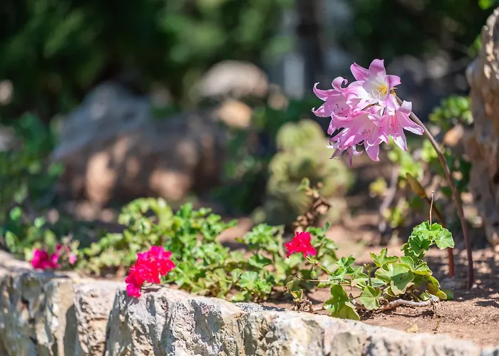 Tirana Dom wakacyjny Pollensa